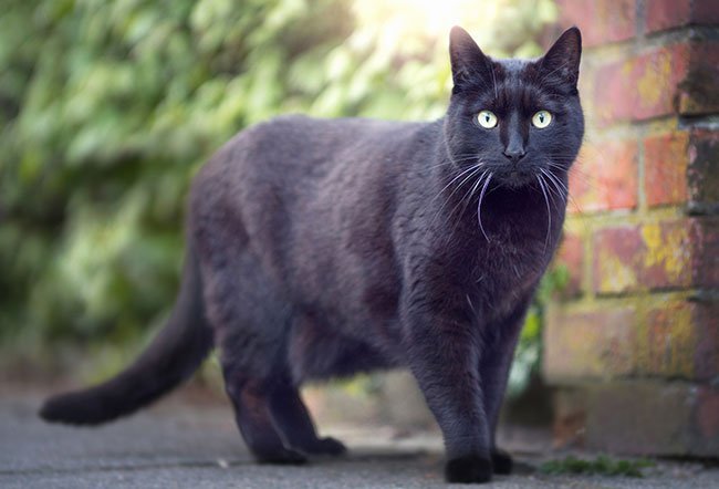 what is superstition in psychology