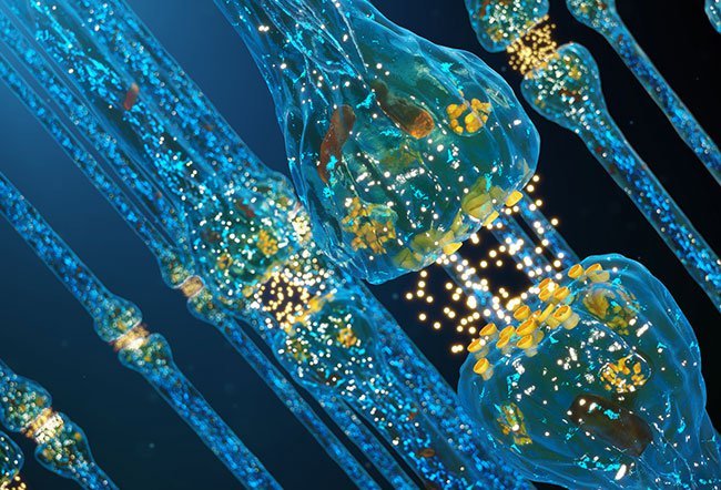Synaptic function is to transmit nerve impulses between two nerve cells (neurons)