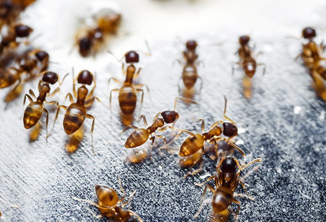 Carpenter ants
