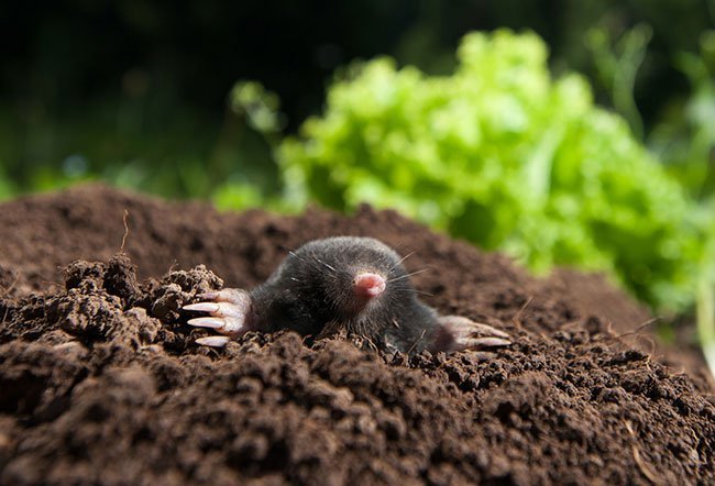 Moles are notorious not just for harming your gardens, lawns, and plants