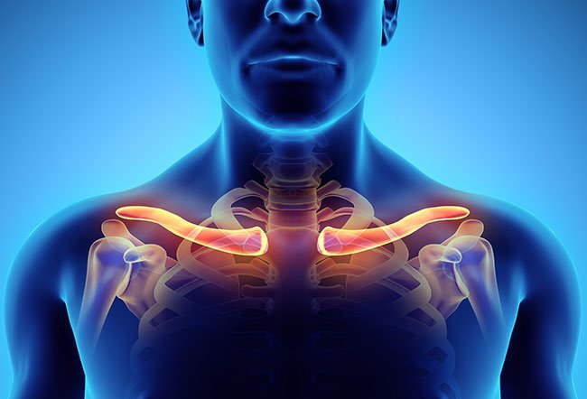 The clavicle, popularly known as the collarbone, is a part of your shoulder.