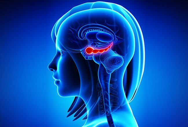The hippocampus is one of the most vital parts of the human and mammal brain.