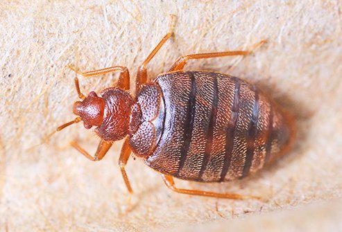bugs in bedding