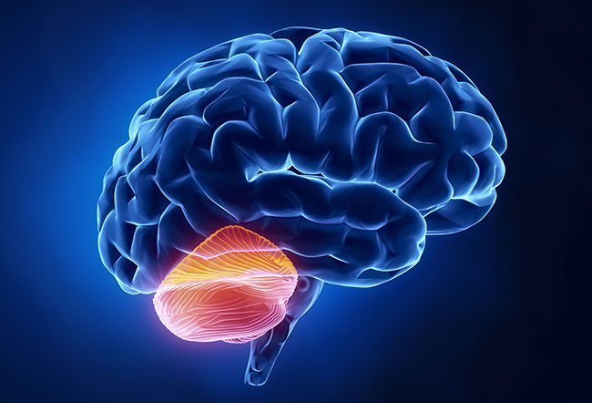 The cerebellum (popularly known as the little brain) is located behind and at its bottom of the brain