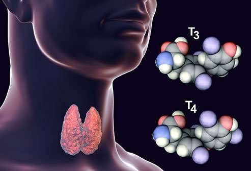 An elevation in the thyroid-stimulating hormone (TSH) level indicates that the thyroid gland