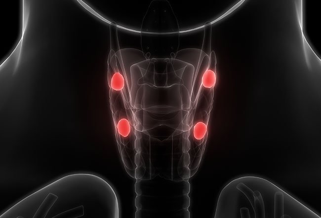 The parathyroid glands are located behind the thyroid gland in the neck.