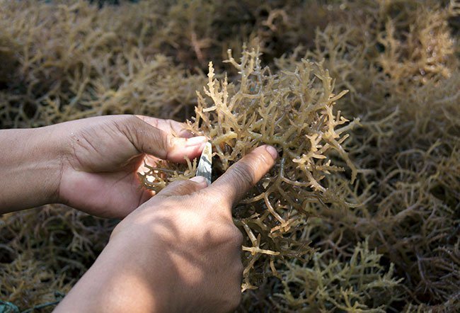 Carrageenan is a food additive that is a stabilizing and emulsifying agent. Carrageenan may be harmful to human health and may cause bloating, inflammation and digestive problems. 