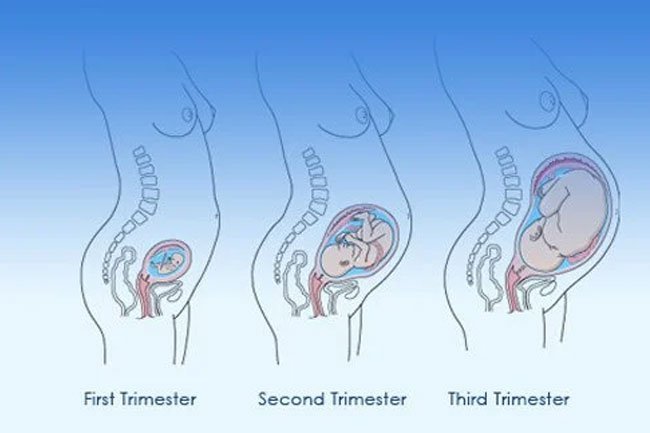 The three trimesters during your pregnancy will all be different.