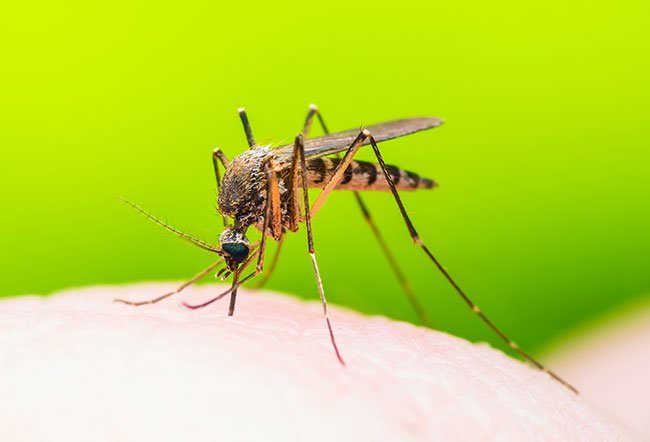 Dengue fever is an illness caused by the dengue virus.