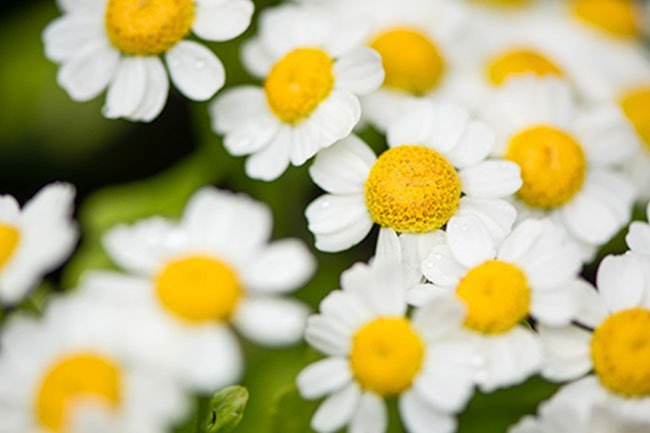 This supplement is most commonly taken to try to prevent migraines.