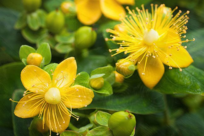 This popular supplement is often taken for depression, anxiety, and sleep problems.