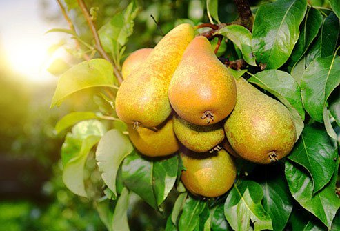 The sugar content of pears is on the higher end.