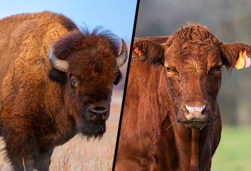 Does a bison patty or a beef patty have more saturated fat?