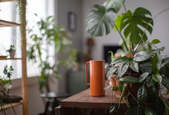 Air-purifying plants are a group of recognized natural house plant varieties used for detoxifying indoor air