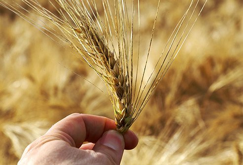 Celiac disease damages the lining of the small intestine.