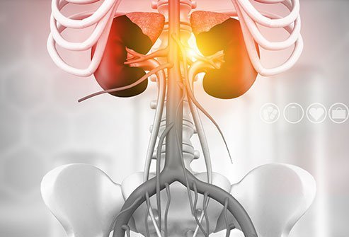 The kidneys help regulate calcium levels in the body. 