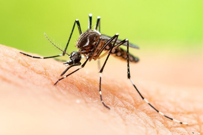 Malaria causes a fever with chills often coming first.