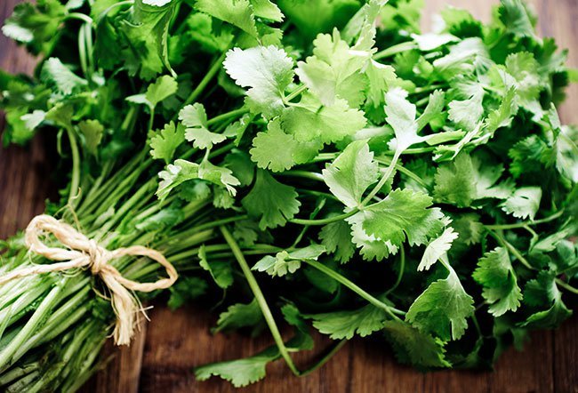 why is cilantro bad for you