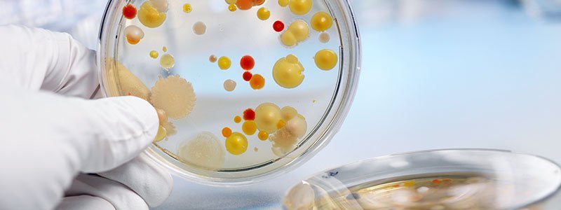 Helpful Bacteria (Acidophilus) 