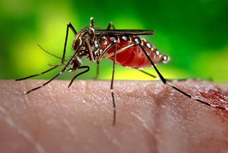 Picture of an Aedes aegypti mosquito, the vector that transmits the Zika virus