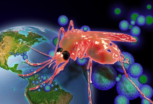 The Zika virus is a Flavivirus related to dengue fever, West Nile virus, yellow fever, and Japanese encephalitis viruses.