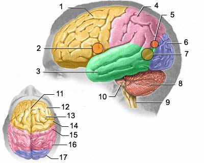 1 – frontal lobe, 2 – motor zone of Brock's speech center, 3 – temporal lobe, 4 – parietal lobe, 5 – reading perception zone, 6 – occipital lobe, 7 – sensitive zone of Wernicke's speech center, 8 – cerebellum, 9 – medulla oblongata, 10 – pons, 11 – longitudinal fissure, 12 – frontal lobe, 13 – premotor zone, 14 – precentral gyrus, 15 – postcentral gyrus, 16 – parietal lobe, 17 – occipital lobe.