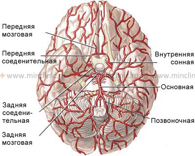 Позвоночные артерии, сливаясь, образуют основную артерию головного мозга.