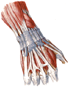 Normal anatomy of the wrist joint ligaments (top view) shows the favorite places for the appearance of the ganglion cyst of the hand.