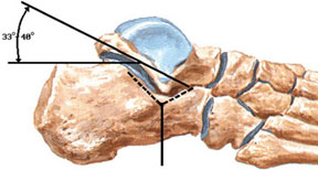 Анатомия связок и суставной поверхности голеностопного сустава (голеностопа) в норме.