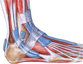 Near the insertion of the Achilles tendon is a bursa, porpzhaemaya at achillodynia.