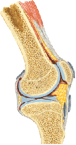 Side view of a ligament and meniscus in the knee joint section.