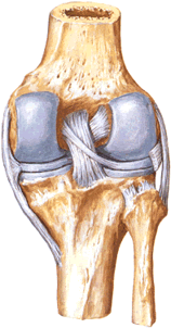 Вид сзади на крестообразные, боковые связки и мениск коленного сустава.