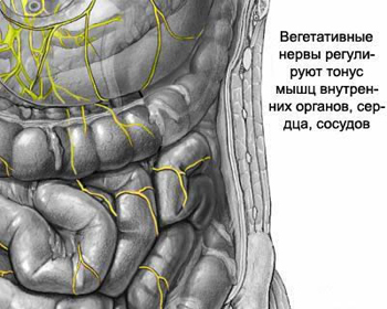 Diagram of the innervation of internal organs (stomach, intestines) by the autonomic nervous system.