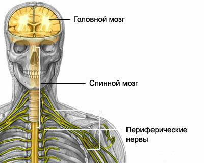 Схема деления нервной системы человека на центральную (головной и спинной мозг) и периферическую (нервные корешки) части.