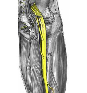 The sciatic nerve and its location on the back of the thigh.