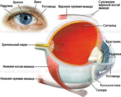 Внешняя и внутренняя анатомия глазного яблока человека в разрезе.