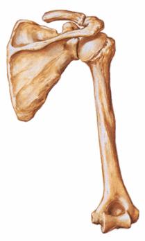Anatomy of the shoulder joint, rear view. Showing bones and shoulder blades.