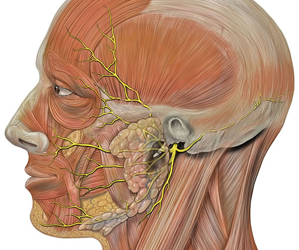 Superficial branches of the facial nerve - temporal, zygomatic, buccal, mandibular and cervical.