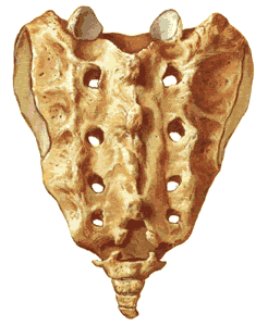 Sacrum, coccyx and sacroiliac joints, rear view.