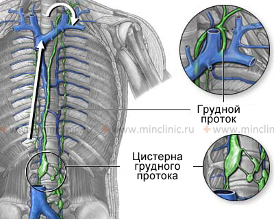 Anatomy of the human lymphatic system, showing the flow of lymph through the thoracic duct and the thoracic duct cistern.