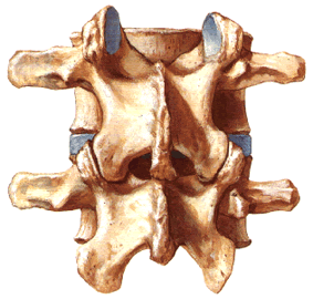 The development of spondyloarthrosis of the intervertebral joints occurs gradually and already in adulthood can be physiological.