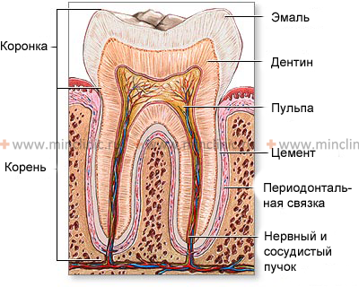 Анатомия зуба и пародонта показанные в разрезе.