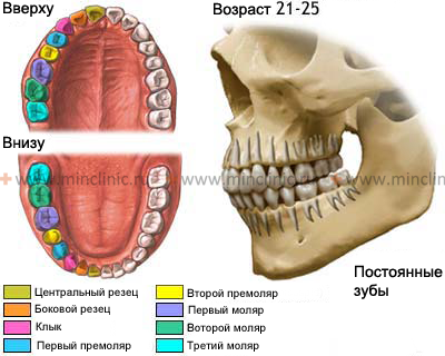 Порядок расположения постоянных зубов на верхней и нижней челюсти.