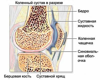 Анатомия коленного сустава в норме (связки, мениск, суставной хрящ).