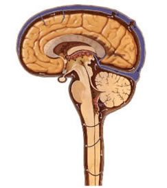 The circulation of cerebrospinal fluid (CSF) is carried out by cisterns and arachnoid spaces of the meninges and may be restricted by arachnoiditis.