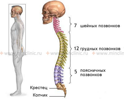 The human spine consists of 7 cervical, 12 thoracics, 5 lumbar vertebrae, fused into one block of the sacrum vertebrae and the coccyx articulated to it.