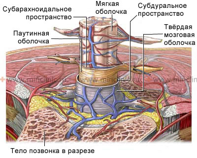 Анатомия оболочек спинного мозга и окружающих его структур позвоночного канала.