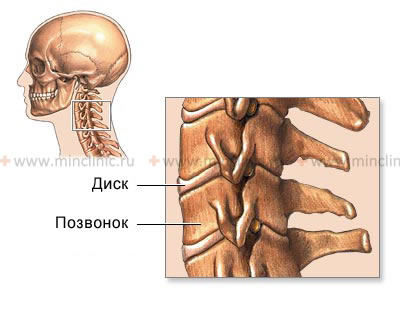 The structure of the cervical spine.