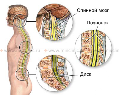 Spine anatomy: spinal cord, vertebrae, intervertebral disc.