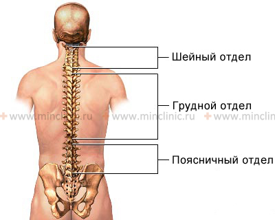 Spine anatomy: cervical, thoracic and lumbar vertebrae (back view).